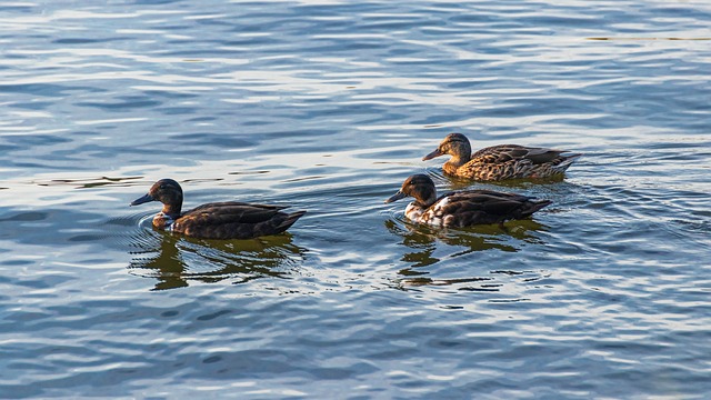 Undgå fælderne: De almindeligste fejl i krydsord – og hvordan du undgår dem